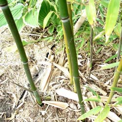 Bambú Phyllostachys stimulosa